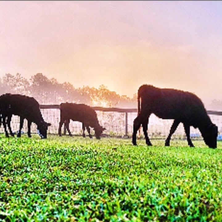 The Lambruschini family ranch legacy