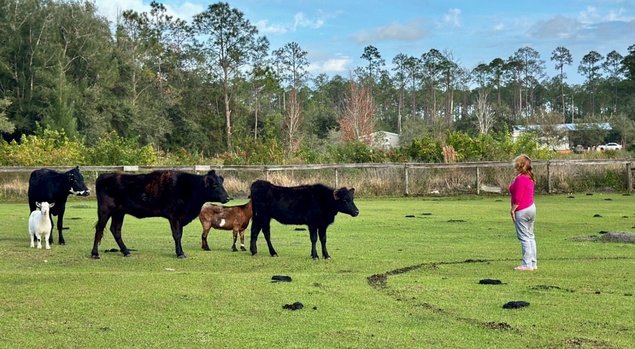 A guest meeting the cattle and goats in a pasture at Lambruschini’s Ranch
