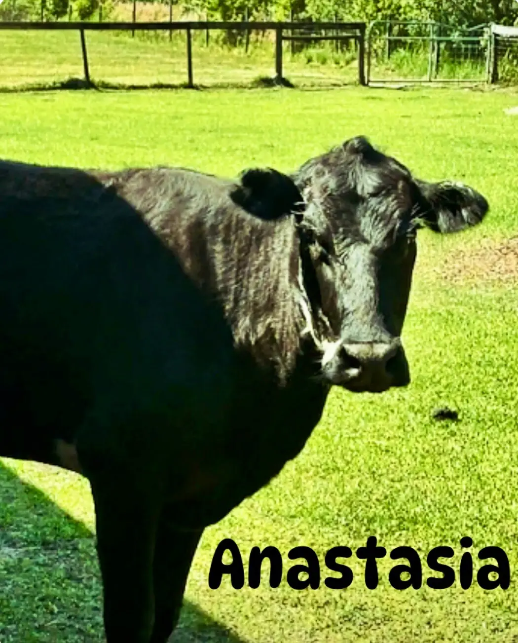 A friendly cow at Lambruschini’s Ranch