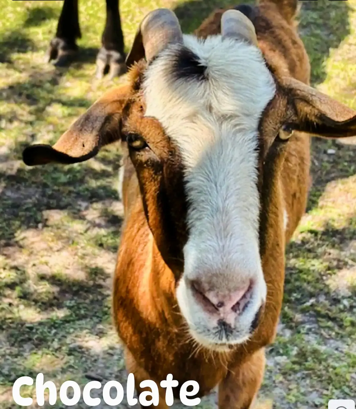 Friendly brown and white goat looking into the camera
