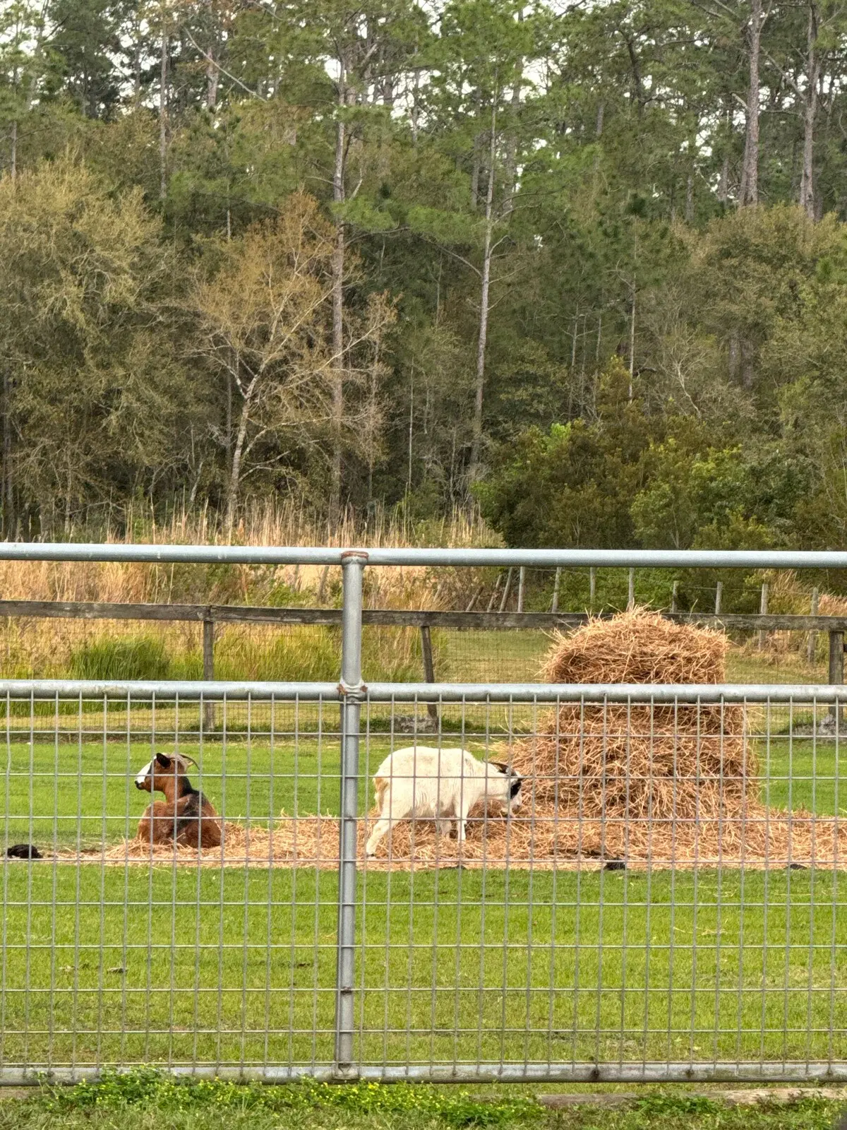 Two goats resting beside a hay bale at the ranch
