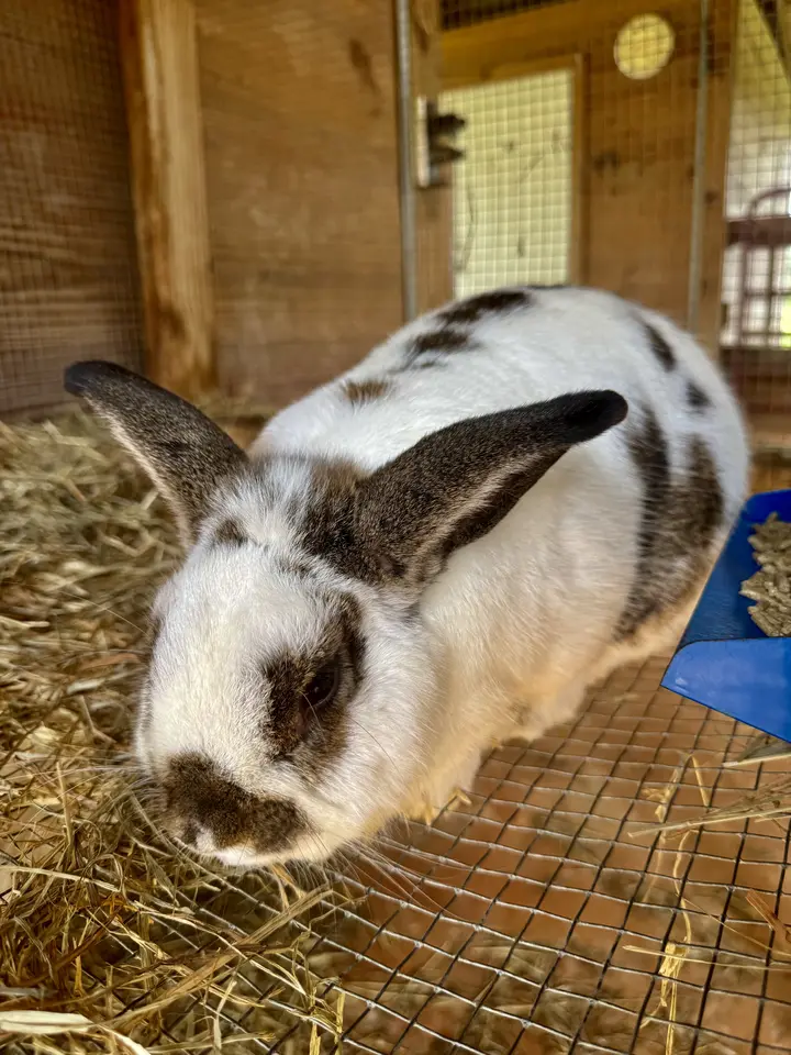 The ranch’s white and brown spotted bunny resting on hay