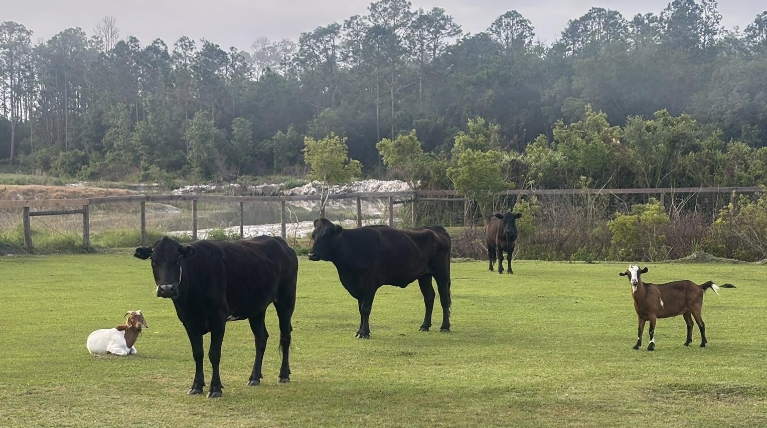 Cows and goats grazing at Lambruschini’s Ranch in River Ranch, Florida