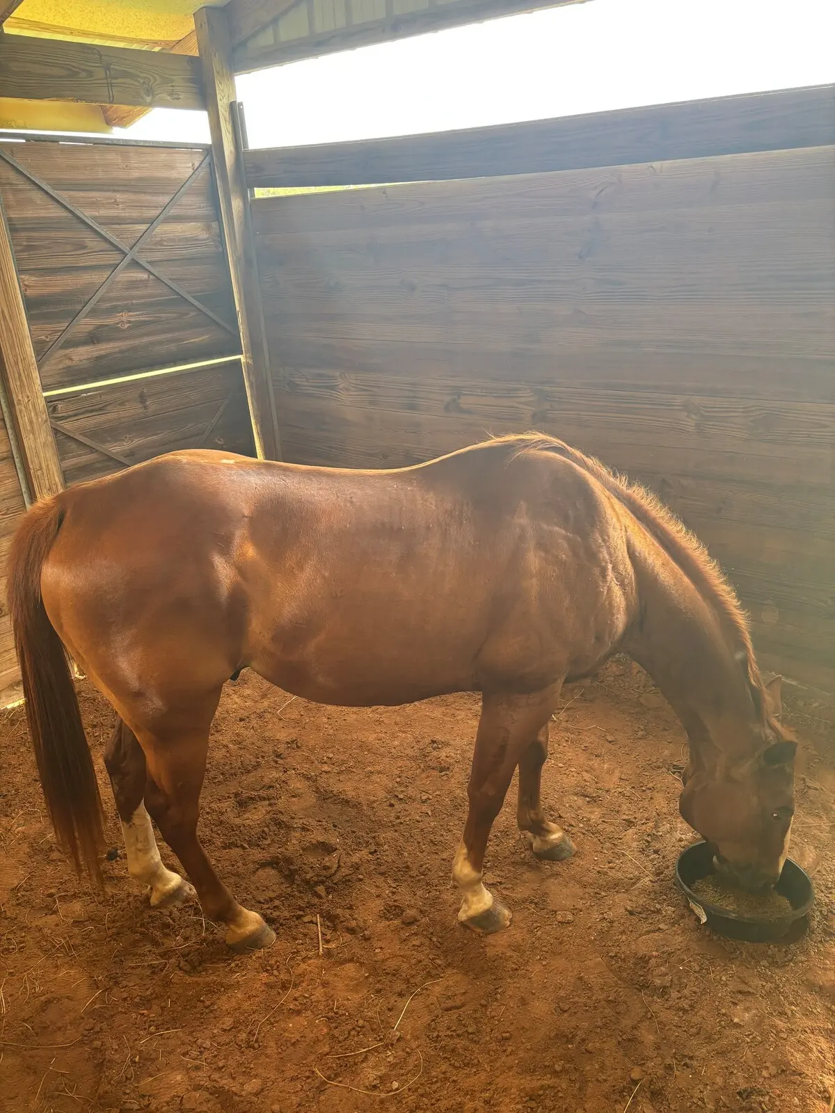 Chestnut horse grazing at Lambruschini’s Ranch