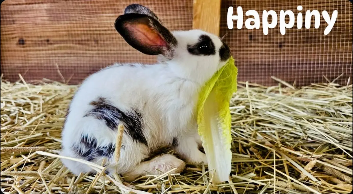 Black and white rabbit enjoying lettuce at the ranch